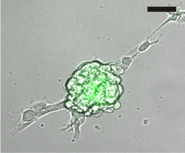 mouse heart cell
